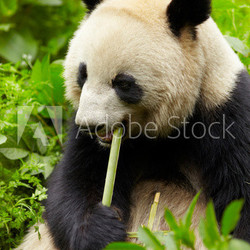 Giant panda eating bamboo