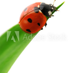 ladybird on green leaf