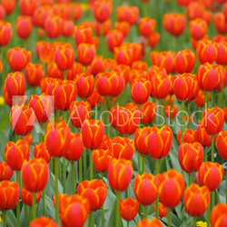 Tulpe