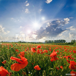 Spring landscape with green grass, poppies and clouds