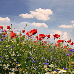 Frühlingswiese mit Margeriten, Kornblumen und Klatschmohn