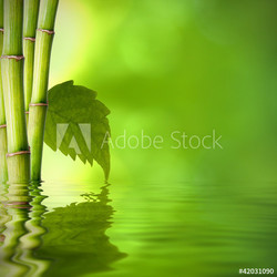 bambú con hoja verde frente al agua
