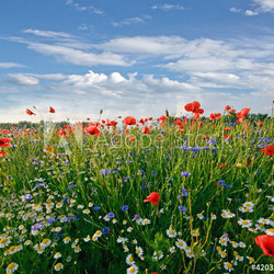 Frühlingswiese mit Margeriten, Kornblumen und Klatschmohn
