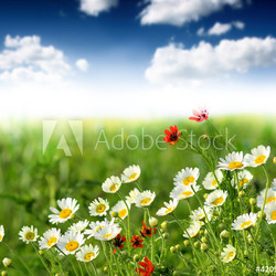 Summer wildflowers