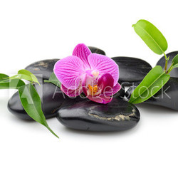 orchid