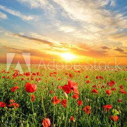 field with poppies