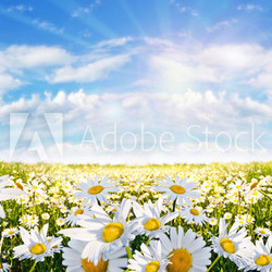 Springtime: field of daisy flowers with blue sky and clouds