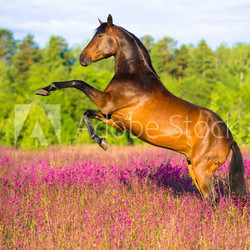 Bay horse rearing in pink flowers