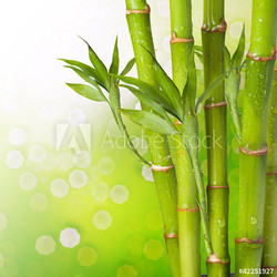 Fresh Bamboo on Summer background