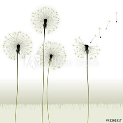 floral background, dandelion