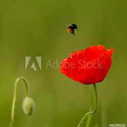 red poppy with pollinating bee