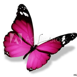 Violet butterfly, isolated on white