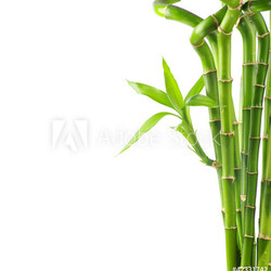 Bamboo