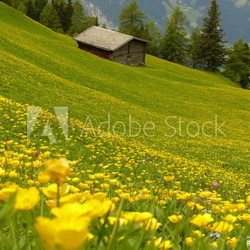 gelb grüne Bergblumenwiese mit Ferienhaus im Hintergrund