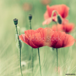 Red Poppies