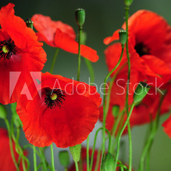 Klatschmohn