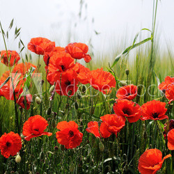 Poppies