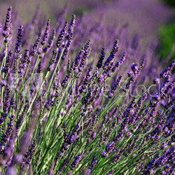 Field of lavender. Provence, France