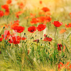 Red poppies