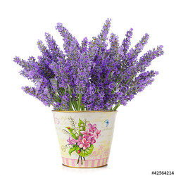 Lavanda