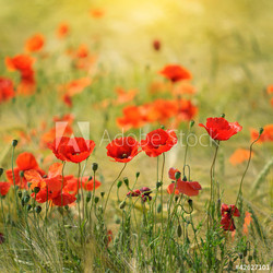 Poppies