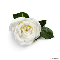 White Rose