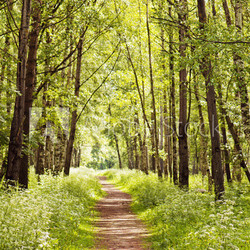Path in a sunny summer forest