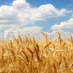 Wheat ears on field under blue sky