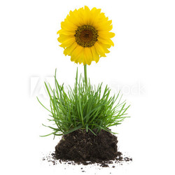 Grasbüschel mit Erde und Sonnenblume