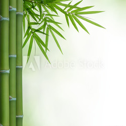 bamboo
