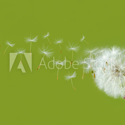 Pusteblume