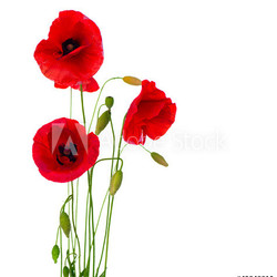 Red Poppy Flower Isolated on a White Background