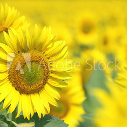 sunflowers