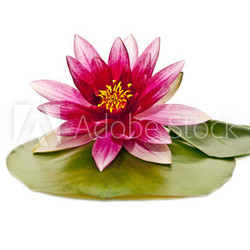 water lily on white beautiful flower
