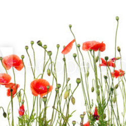 beautiful red poppies