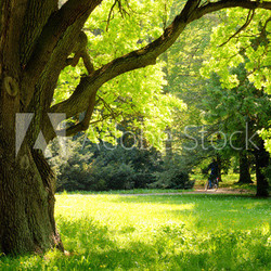 Mighty oak tree