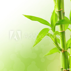 Bamboo background with copy space
