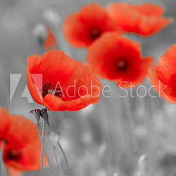 red poppies on b/w field