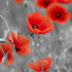 red poppies on b/w field