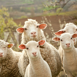 Sheep on pasture