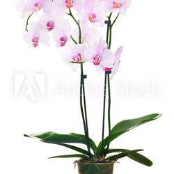 light pink orchid flowers in pot on white background