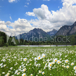 Idylle am Schwansee Allgäu Bayern