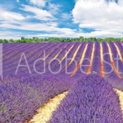 Provence - Plateau de Valensole
