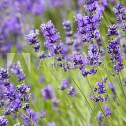 lavender flowers