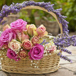 Rosen, Lavendel