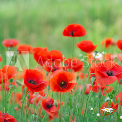 red poppy