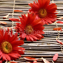 Red flower with petals in the spa