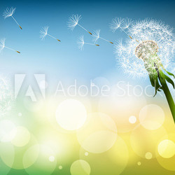 Pusteblumen im Wind