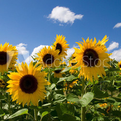 Sonnenblumen