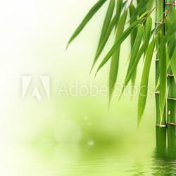 Bamboo border or background